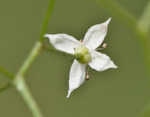 False baby's breath